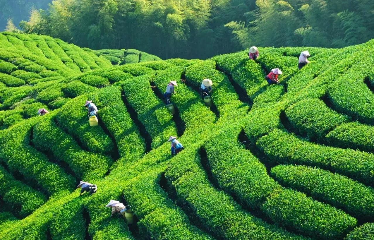 從達(dá)沃斯到“東方茶都”：對(duì)標(biāo)瑞士小鎮(zhèn)轉(zhuǎn)型，擘畫(huà)“十五五”中國(guó)茶產(chǎn)業(yè)縣域高質(zhì)量發(fā)展新藍(lán)圖